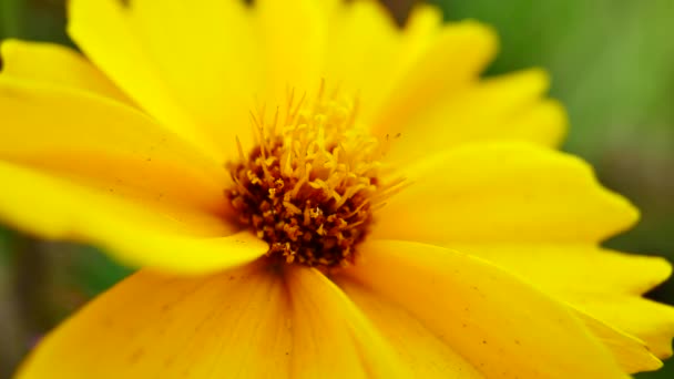 Fleur jaune se balançant au vent avec fond d'herbe verte — Video