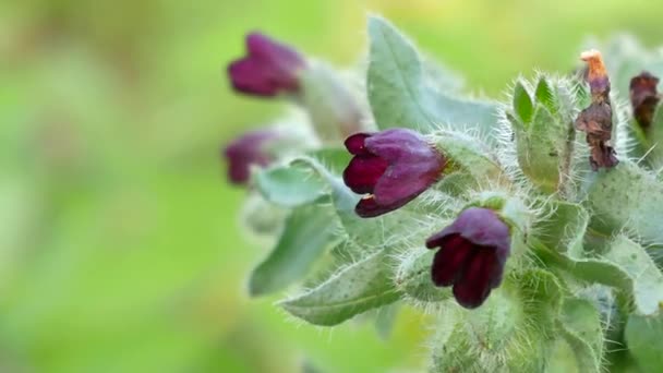 Paarse of violette bloemen bij wind op zomerdag — Stockvideo