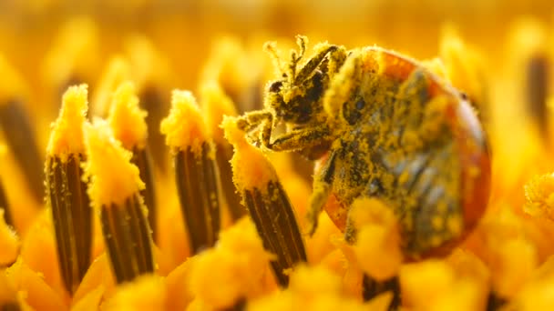 Röd nyckelpiga med pollen på gul solros på solen — Stockvideo