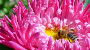 Bal arısı pembe Michaelmas'la daisy veya Dalya
