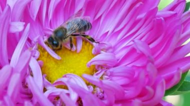 Pembe Michaelmas'la daisy veya aster çiçek polen toplama bal arısı