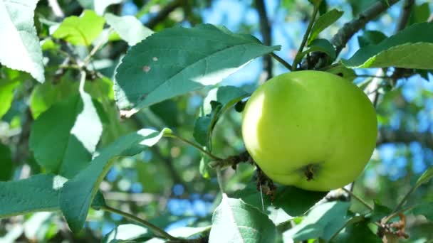 Manzanas cuelgan de una rama en el jardín — Vídeos de Stock