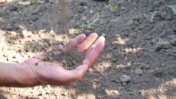 Zahradník ruce, příprava půdy pro sazenice v zemi — Stock video