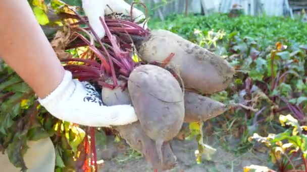 갓 수확된 빨간 beetroots 잔뜩 들고 농부 손 — 비디오