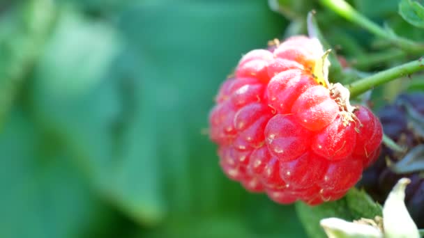 Сбор ягод из куста малины — стоковое видео