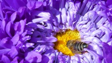 Mor ya da mor Michaelmas'la daisy veya aster çiçek polen toplama bal arısı
