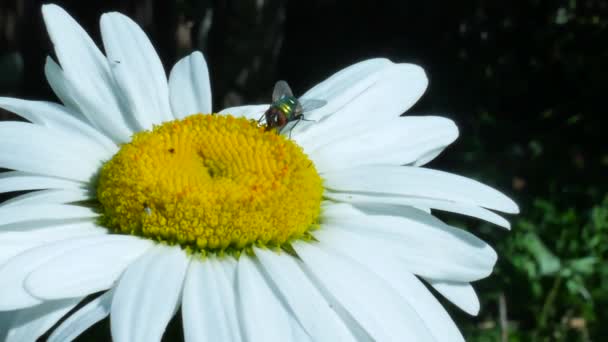 Green eyed fly or bottle fly insect sitting on chamomile flower — Stock Video