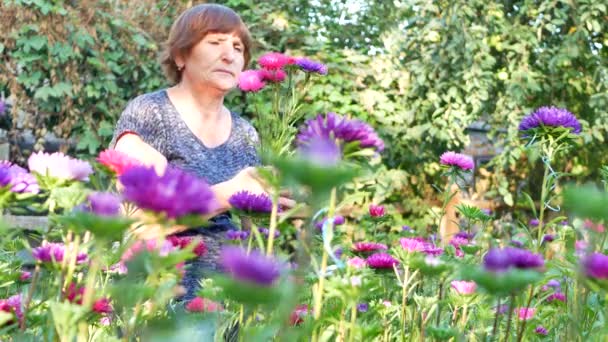 Virágüzlet vágás lila vagy Ibolya Mihálynapi daisy vagy aster virág — Stock videók