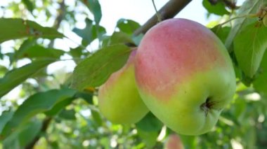 Bahçede bir şube kırmızı elma dayan