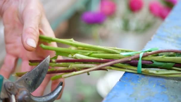 Florist skärande lila eller violett michaelmas daisy eller aster blomma — Stockvideo