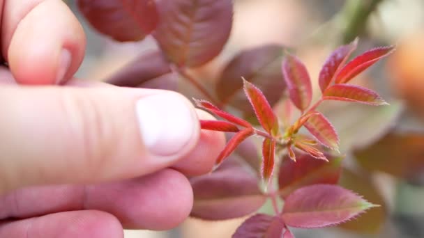 Hausmeister von Blumen oder Landwirten überprüft den Zustand von Rosensträuchern — Stockvideo