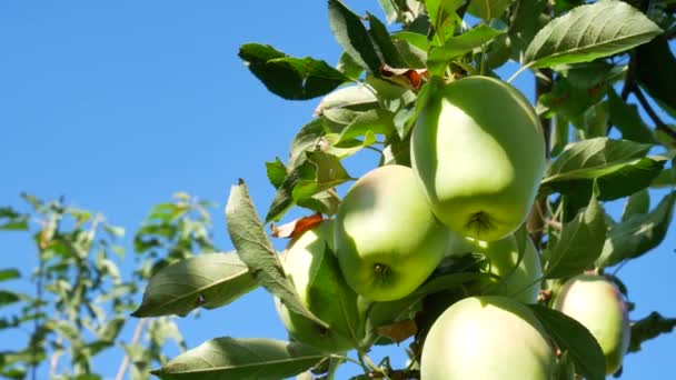 Руді яблука висять на гілці в саду — стокове відео