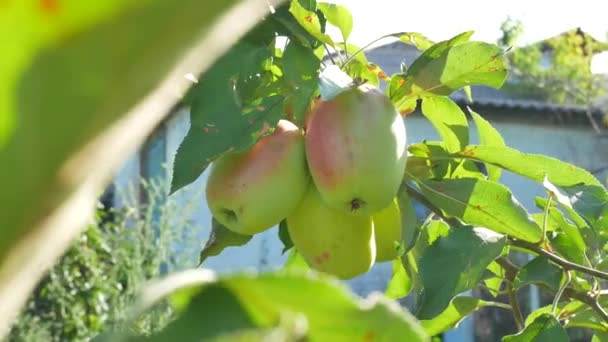 Румяные яблоки висят на ветке в саду — стоковое видео