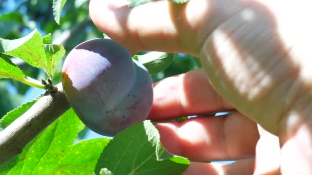 De hand van de boeren is het oogsten van de rijpe pruimen in de tuin — Stockvideo