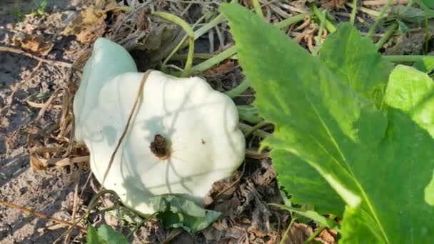 成熟的白色 pattypan 南瓜在花园里 — 图库视频影像