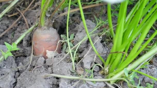 Φρεσκοκομμένου ώριμα καρότα στο φυτικό κήπο στη φύση — Αρχείο Βίντεο