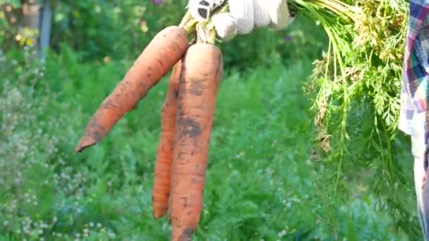Manos de granjero sosteniendo zanahorias maduras cosechadas — Vídeo de stock