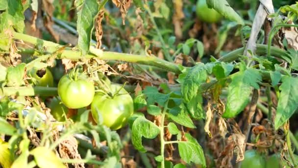 Coltivatore di ortaggi o agricoltore che effettua controlli in serra sulle piante di pomodoro — Video Stock