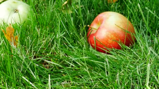 Pommes rouges sur herbe verte — Video