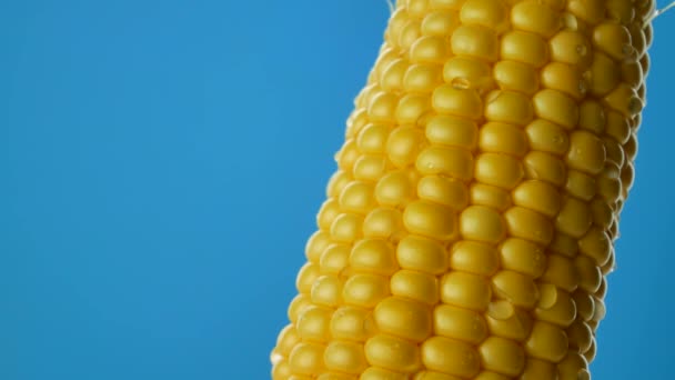 Капли воды стекают вниз или падают на зерна свежей кукурузы — стоковое видео