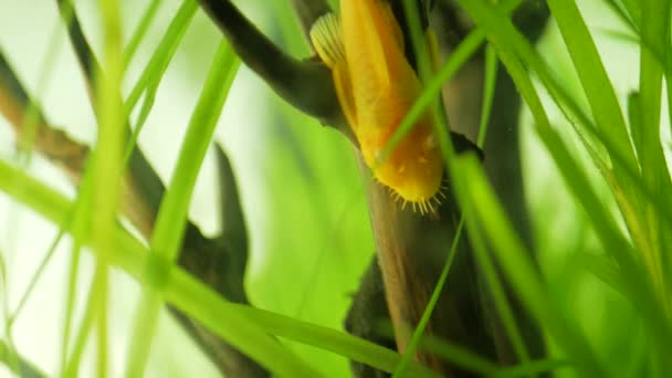 Akvarium havskatt albino ancistrus slickar trä — Stockvideo