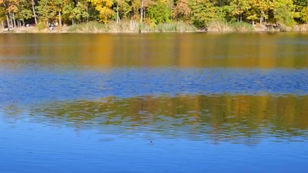 Fogliame colorato autunno con lago — Video Stock