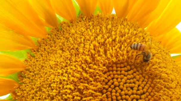 Een honingbij verzamelt honing op een zonnebloem — Stockvideo