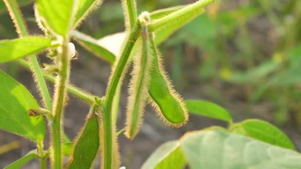 Vainas verdes de la soja en su mano. Las ramas de un campo de soja — Vídeos de Stock