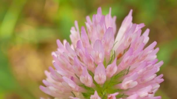 Una farfalla marrone con ali arancioni siede sul fiore di trifoglio — Video Stock