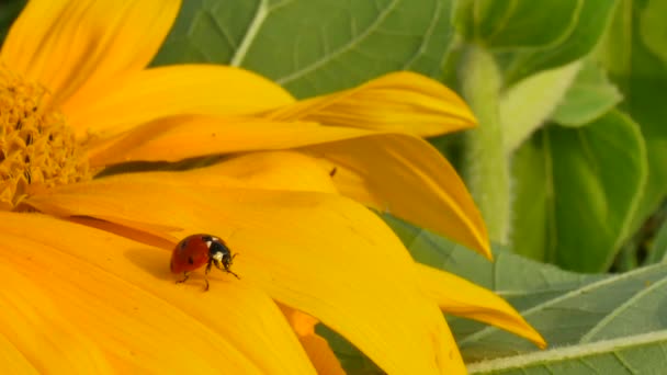 Sarı ayçiçeği üzerinde kırmızı uğur böceği — Stok video