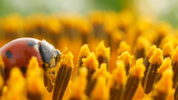 Röd nyckelpiga med pollen på gul solros — Stockvideo