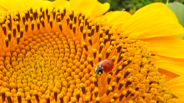 Rood lieveheersbeestje met stuifmeel op gele zonnebloem — Stockvideo