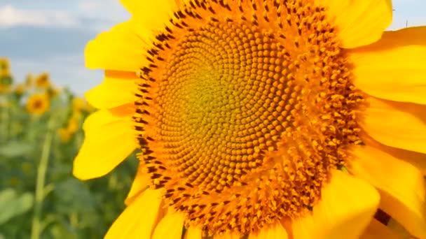 Fioritura fiore di girasole sul campo di fattoria — Video Stock