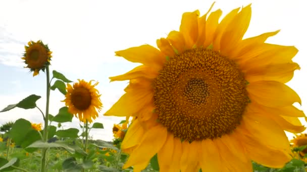 Blossoming sunflower flower on farm field — Stock Video
