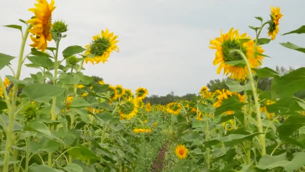 Champ agricole avec tournesols 