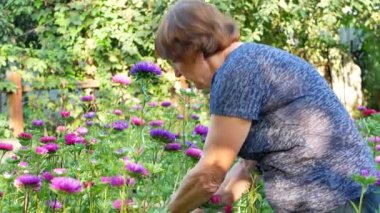 Çiçekçi kadın bahçede mor ve pembe Aster budama