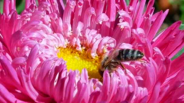 Honeybee on pink michaelmas daisy or aster — Stock Video