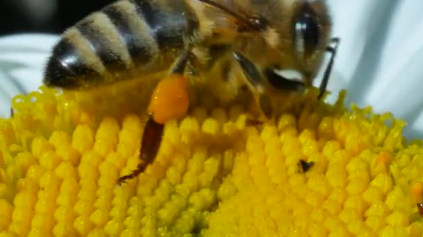 Včelí med sběru nektaru a šíření pylu na květ heřmánku — Stock video