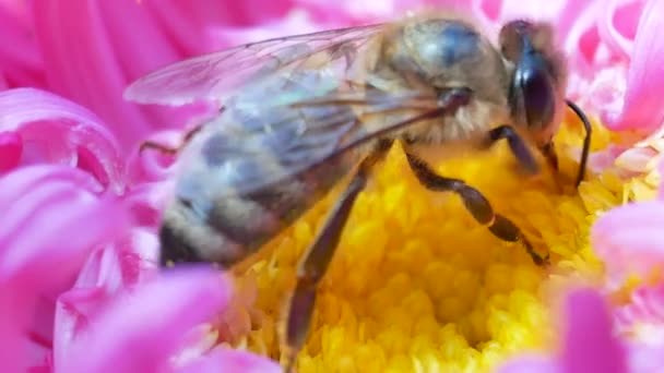 Včela medonosná sběru nektaru a šíření pylu na na růžové michaelmas daisy — Stock video