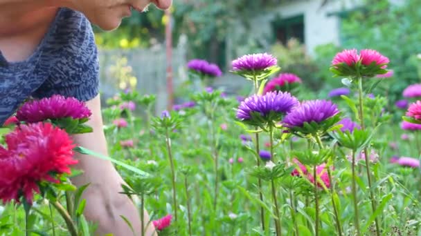 Floristería corte violeta y rosa aster flores — Vídeo de stock