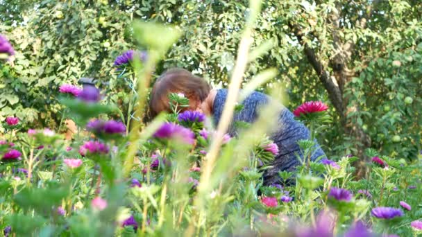 Florist skärande lila eller violett michaelmas daisy eller aster blomma — Stockvideo