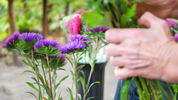 Florist making bouquet with purple or violet, pink michaelmas daisy or aster — Stock Video
