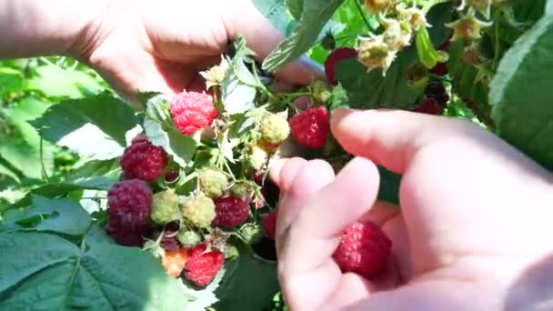 Man hand gathering of the ripe raspberry — Stock Video