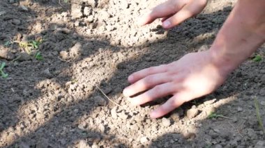 Fide yerdeki toprak hazırlığı bahçıvan eller