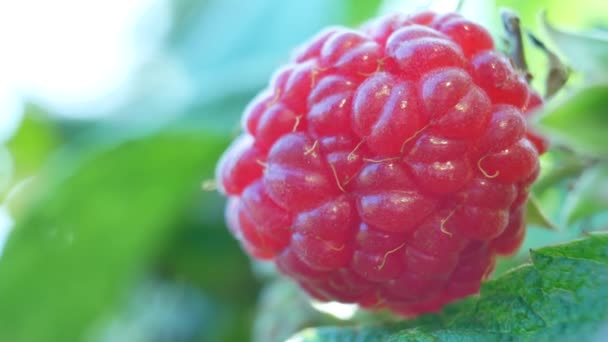 Збирати ягоди з куща малини — стокове відео