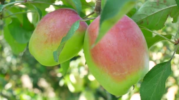 血色の良いリンゴを庭の枝に掛ける — ストック動画