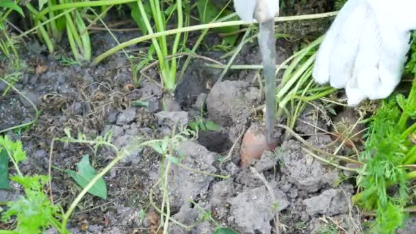 Une alimentation saine des carottes mûres dans le potager — Video