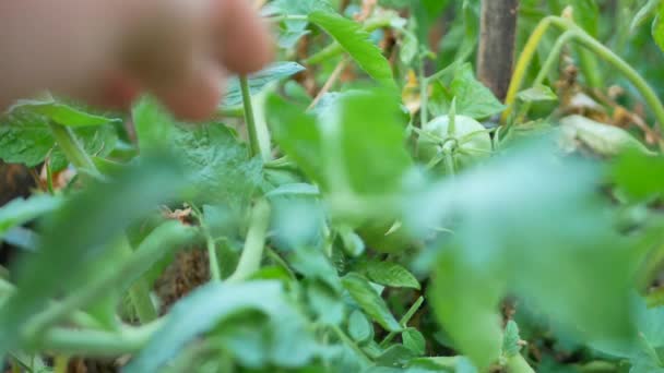 Bonde i växthus kontrollera tomatplantor — Stockvideo