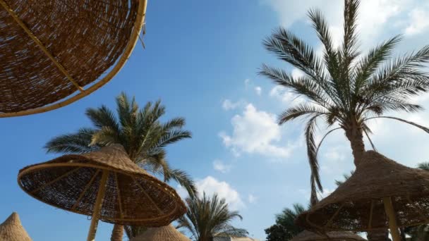 Plaj şemsiye ve palmiye ağacı — Stok video