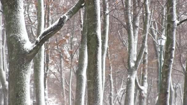 Bäume mit Schnee im Winterpark — Stockvideo